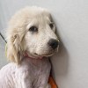 Illustration : Un passant sauve une chienne de la noyade, puis un autre donne l&rsquo;alerte pour qu&rsquo;elle re&ccedil;oive des soins