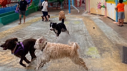 Illustration : 296 chiens r&eacute;unis dans un parc aquatique battent le record du monde de participants &agrave; une f&ecirc;te de piscine