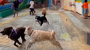 Illustration : 296 chiens réunis dans un parc aquatique battent le record du monde de participants à une fête de piscine
