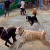 Illustration : 296 chiens r&eacute;unis dans un parc aquatique battent le record du monde de participants &agrave; une f&ecirc;te de piscine