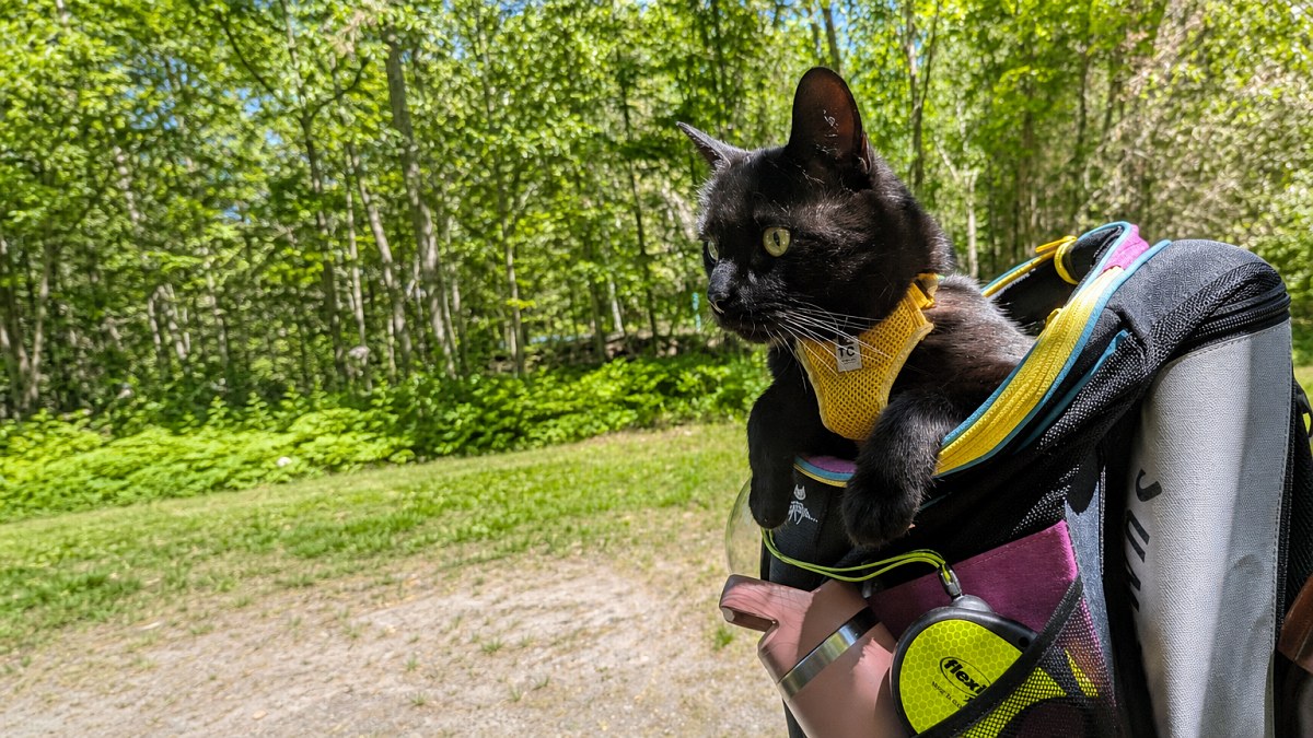 Illustration : "13 photos de chats qui découvrent la nature en harnais, sur les sentiers ou depuis un sac à dos"