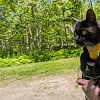 Illustration : 13 photos de chats qui d&eacute;couvrent la nature en harnais, sur les sentiers ou depuis un sac &agrave; dos