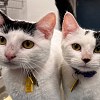 Illustration : Ces 2 chatonnes jet&eacute;es d&rsquo;un camion en marche cherchent d&eacute;sormais une famille pour les accueillir ensemble