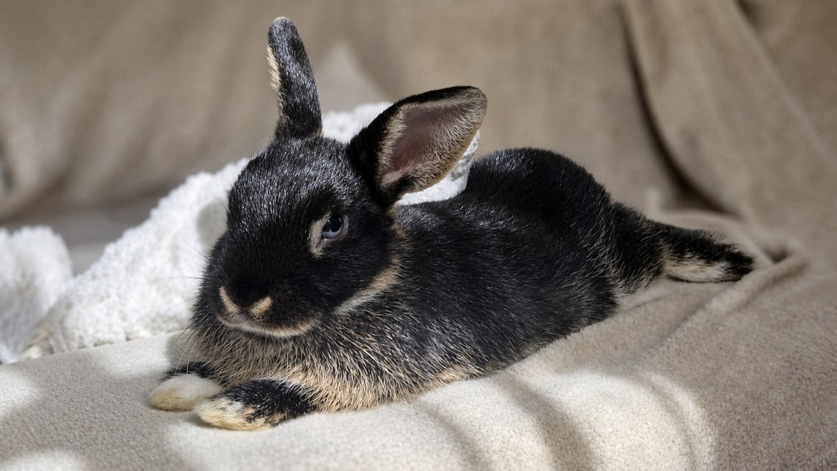 Illustration : "8 annonces d’adoption de lapins en quête d’un foyer, dont un duo à accueillir ensemble"