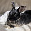 Illustration : 8 annonces d&rsquo;adoption de lapins en qu&ecirc;te d&rsquo;un foyer, dont un duo &agrave; accueillir ensemble