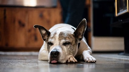 Illustration : 5 raisons possibles pour lesquelles votre chien dort parfois avec le bout de la langue sorti
