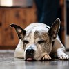 Illustration : 5 raisons possibles pour lesquelles votre chien dort parfois avec le bout de la langue sorti