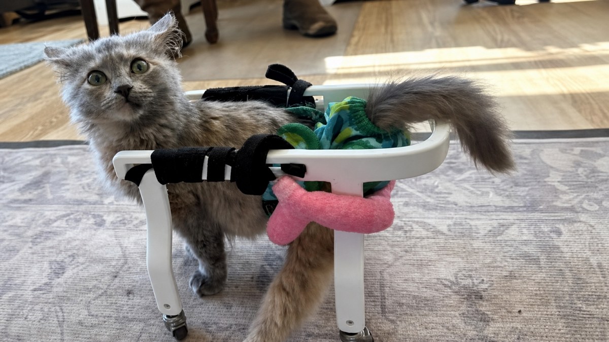 Illustration : "Ce chaton paralysé et menacé d'euthanasie retrouve sa joie de vivre grâce à un chariot imprimé en 3D"