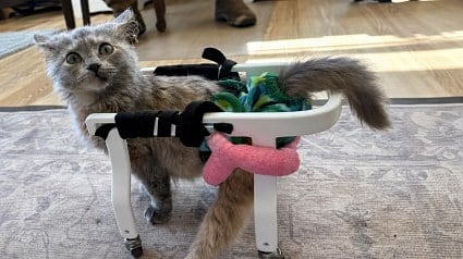 Illustration : Ce chaton paralys&eacute; et menac&eacute; d'euthanasie retrouve sa joie de vivre gr&acirc;ce &agrave; un chariot imprim&eacute; en 3D