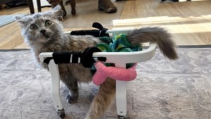 Illustration : Ce chaton paralysé et menacé d'euthanasie retrouve sa joie de vivre grâce à un chariot imprimé en 3D