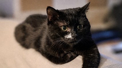 Illustration : Laiss&eacute;e seule dans un appartement, cette chatte doit affronter une maladie et cherche des adoptants