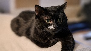 Illustration : Laissée seule dans un appartement, cette chatte doit affronter une maladie et cherche des adoptants