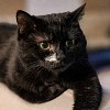 Illustration : Laiss&eacute;e seule dans un appartement, cette chatte doit affronter une maladie et cherche des adoptants