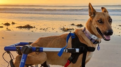 Illustration : Cette chienne paralys&eacute;e se tra&icirc;nait au sol, mais un fauteuil roulant lui permet de courir sur la plage (vid&eacute;o)