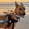 Illustration : Cette chienne paralys&eacute;e se tra&icirc;nait au sol, mais un fauteuil roulant lui permet de courir sur la plage (vid&eacute;o)