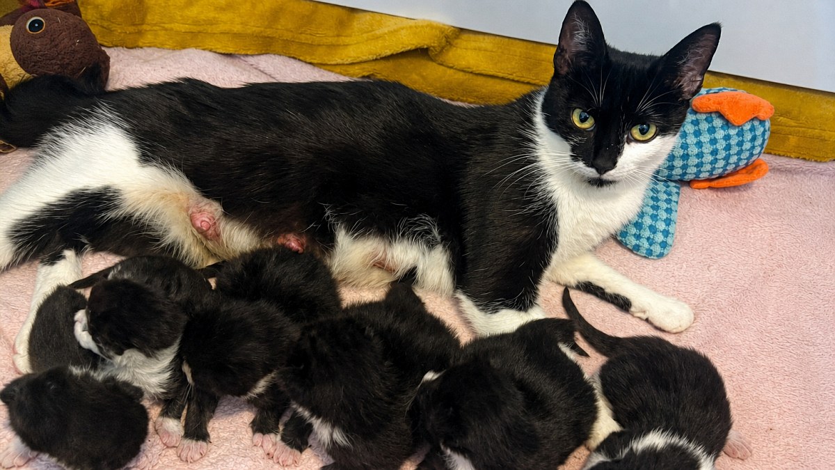 Illustration : "Une chatte arrive au refuge avec ses 9 chatons et les bénévoles se relaient pour l’aider à les nourrir"