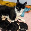 Illustration : Une chatte arrive au refuge avec ses 9 chatons et les b&eacute;n&eacute;voles se relaient pour l&rsquo;aider &agrave; les nourrir