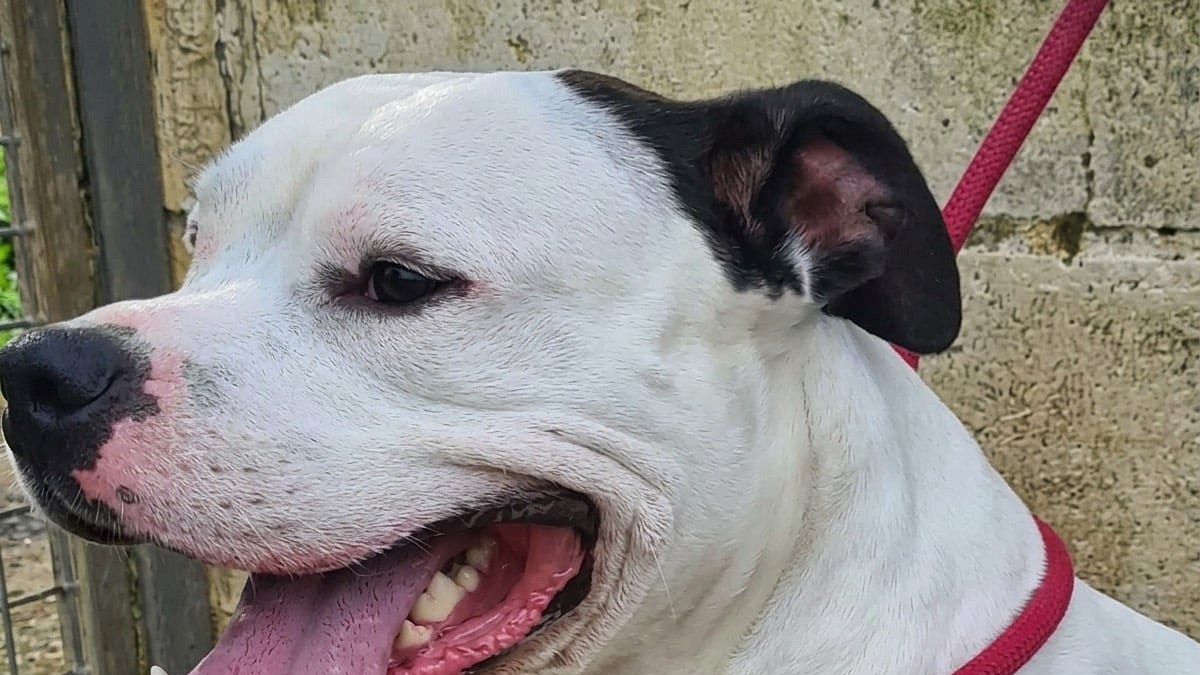 Illustration : "À Abbeville, 2 chiens maltraités sont sauvés et leur propriétaire est interdit à vie de détenir un animal"