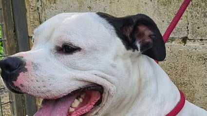 Illustration : &Agrave; Abbeville, 2 chiens maltrait&eacute;s sont sauv&eacute;s et leur propri&eacute;taire est interdit &agrave; vie de d&eacute;tenir un animal