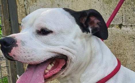 À Abbeville, 2 chiens maltraités sont sauvés et leur propriétaire est interdit à vie de détenir un animal