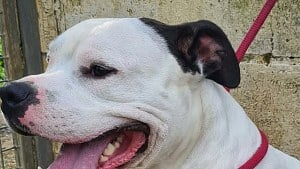 Illustration : "À Abbeville, 2 chiens maltraités sont sauvés et leur propriétaire est interdit à vie de détenir un animal"
