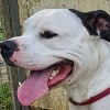 Illustration : &Agrave; Abbeville, 2 chiens maltrait&eacute;s sont sauv&eacute;s et leur propri&eacute;taire est interdit &agrave; vie de d&eacute;tenir un animal