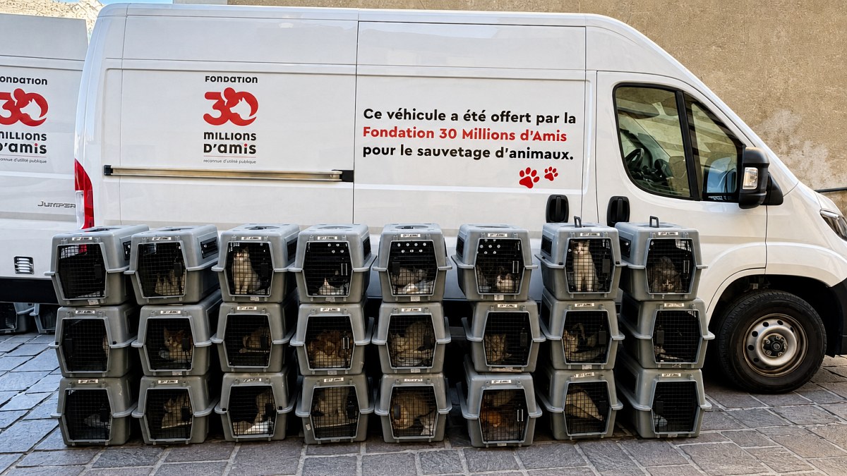 Illustration : "51 chats négligés dans deux logements insalubres sont pris en charge en une journée par la Fondation 30 Millions d’Amis"
