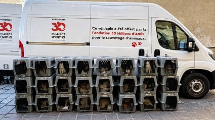 Illustration : 51 chats n&eacute;glig&eacute;s dans deux logements insalubres sont pris en charge en une journ&eacute;e par la Fondation 30 Millions d&rsquo;Amis