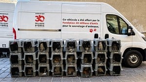 Illustration : "51 chats négligés dans deux logements insalubres sont pris en charge en une journée par la Fondation 30 Millions d’Amis"