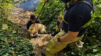 Illustration : Cette Labrador de 36 kg s'&eacute;chappe de sa laisse et se retrouve coinc&eacute;e dans une rivi&egrave;re