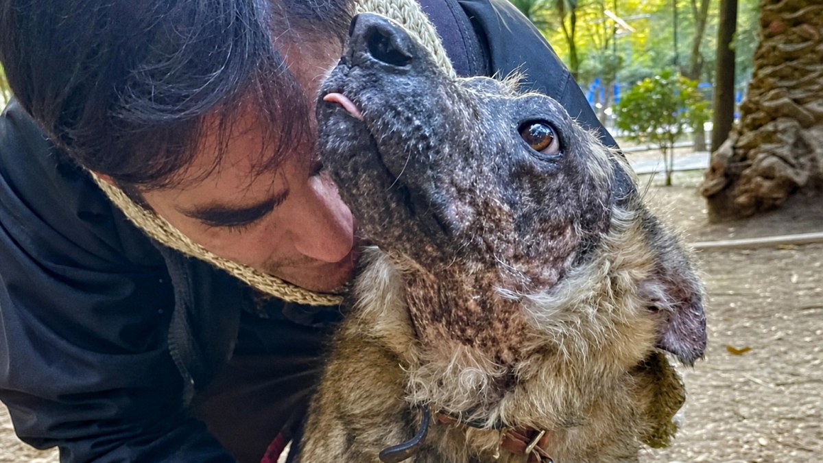 Illustration : "Atteinte d'une maladie rare, cette chienne devant fuir le soleil cherche une famille depuis 3 ans"