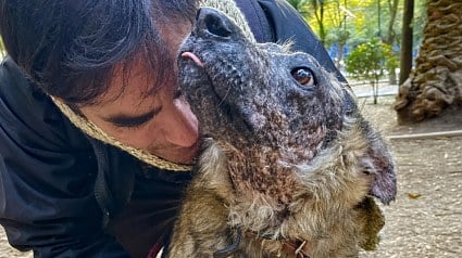 Illustration : Atteinte d'une maladie rare, cette chienne devant fuir le soleil cherche une famille depuis 3 ans