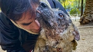 Illustration : Atteinte d'une maladie rare, cette chienne devant fuir le soleil cherche une famille depuis 3 ans