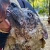 Illustration : Atteinte d'une maladie rare, cette chienne devant fuir le soleil cherche une famille depuis 3 ans