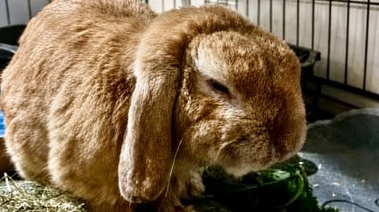 Illustration : Merlin, le lapin abandonn&eacute; dans la cour d&rsquo;un magasin, cherche des parrains pour financer ses soins