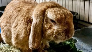 Illustration : Merlin, le lapin abandonné dans la cour d’un magasin, cherche des parrains pour financer ses soins