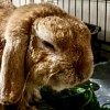 Illustration : Merlin, le lapin abandonn&eacute; dans la cour d&rsquo;un magasin, cherche des parrains pour financer ses soins