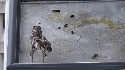 Illustration : Ce chien affam&eacute; vivait sur un balcon couvert d'excr&eacute;ments avant qu&rsquo;une vid&eacute;o ne change tout