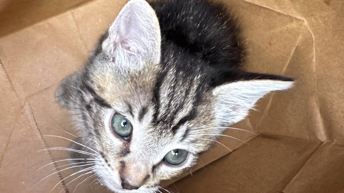 Illustration : "Un chaton enfermé dans un sac en papier est accueilli par un refuge qui avait suspendu les admissions"