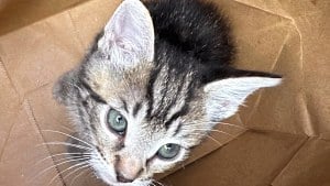 Illustration : "Un chaton enfermé dans un sac en papier est accueilli par un refuge qui avait suspendu les admissions"