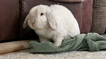 Illustration : Ce lapin plie et d&eacute;plie sa couverture en polaire, puis s&rsquo;y installe pour faire la sieste (vid&eacute;o)