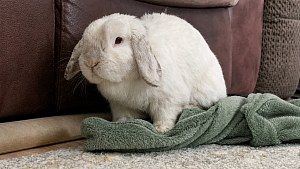 Illustration : Ce lapin plie et déplie sa couverture en polaire, puis s’y installe pour faire la sieste (vidéo)