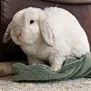 Illustration : Ce lapin plie et d&eacute;plie sa couverture en polaire, puis s&rsquo;y installe pour faire la sieste (vid&eacute;o)