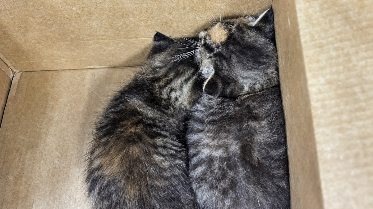 Illustration : "Coincés sous un capot, 2 chatons alertent un riverain en miaulant avant d’être sauvés par les pompiers"