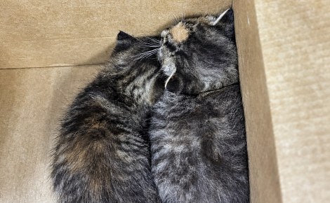 Coincés sous un capot, 2 chatons alertent un riverain en miaulant avant d’être sauvés par les pompiers