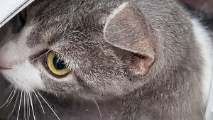 Illustration : En descendant du métro, une bénévole découvre une chatte et ses 6 bébés abandonnés dans une caisse