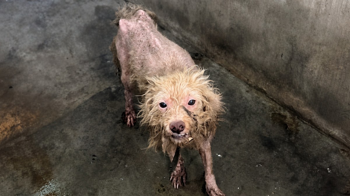 Illustration : "Un chien abandonné rejoint sa sauveuse grâce à des inconnus qui financent son voyage (vidéo)"