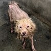 Illustration : Un chien abandonn&eacute; rejoint sa sauveuse gr&acirc;ce &agrave; des inconnus qui financent son voyage (vid&eacute;o)