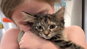 Illustration : Une fillette de 5 ans partage une dernière journée de câlins avec son chaton d’accueil avant son adoption (vidéo)
