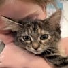 Illustration : Une fillette de 5 ans partage une derni&egrave;re journ&eacute;e de c&acirc;lins avec son chaton d&rsquo;accueil avant son adoption (vid&eacute;o)